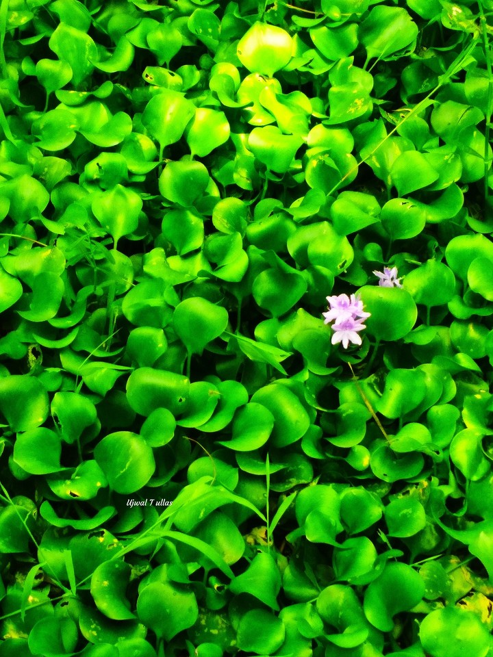 nature