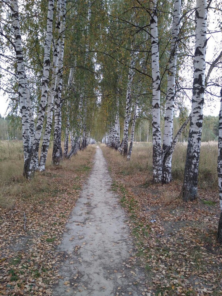 лес, осень