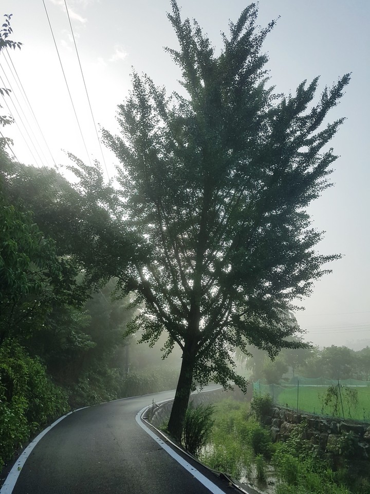 은행 나무