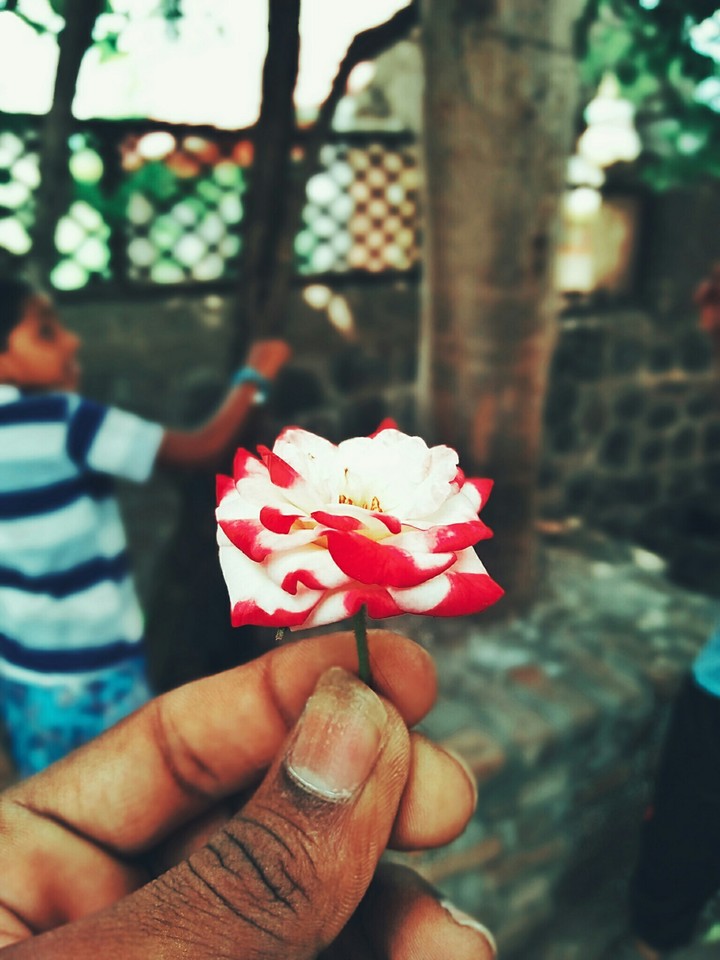 Rose.. 