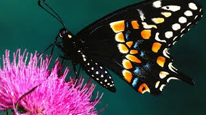 butterfly
