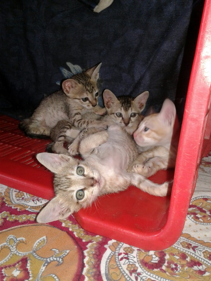 cute cat