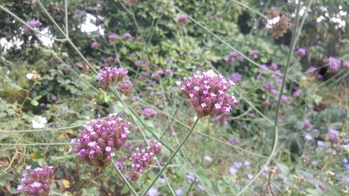 Purple Flowers