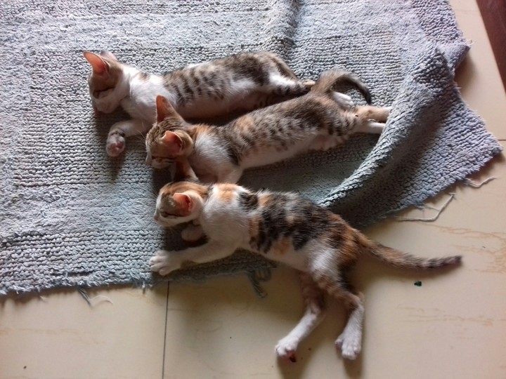 Sleep Cats