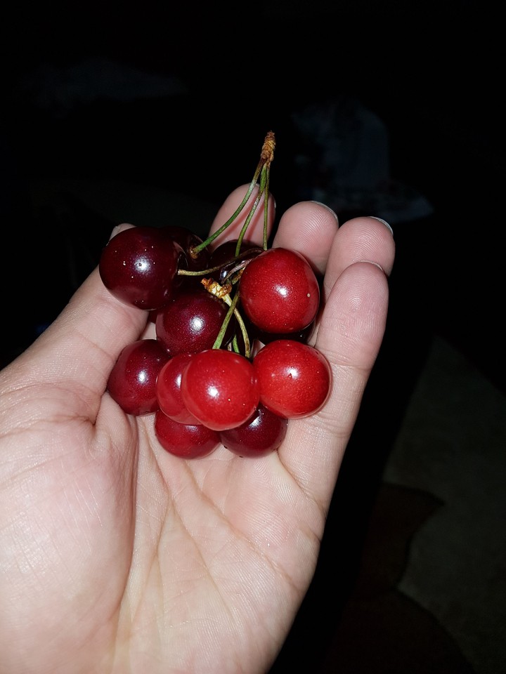 fruit