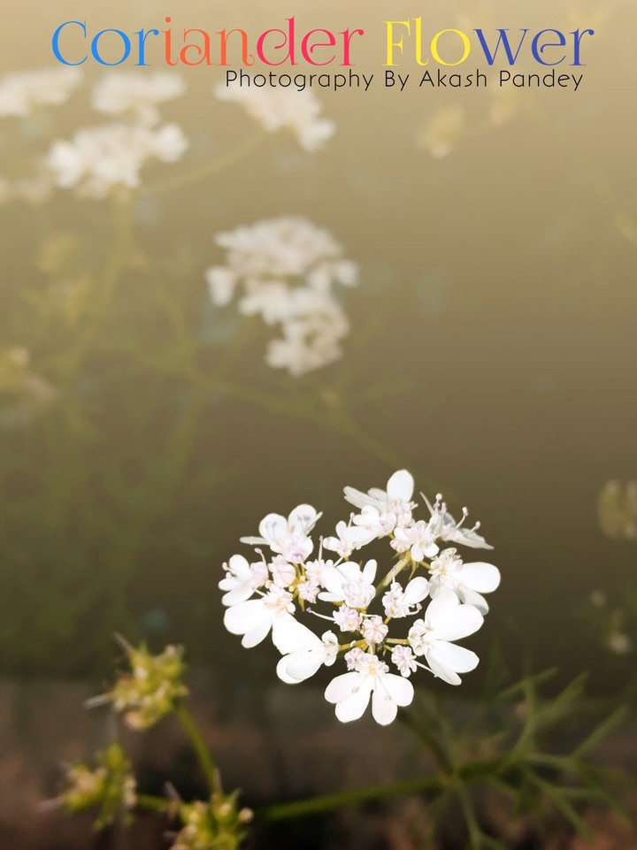 Coriander Flowers