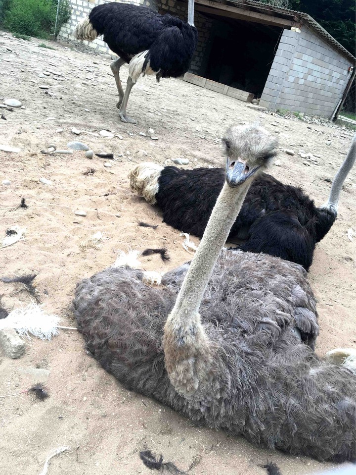 ostrich