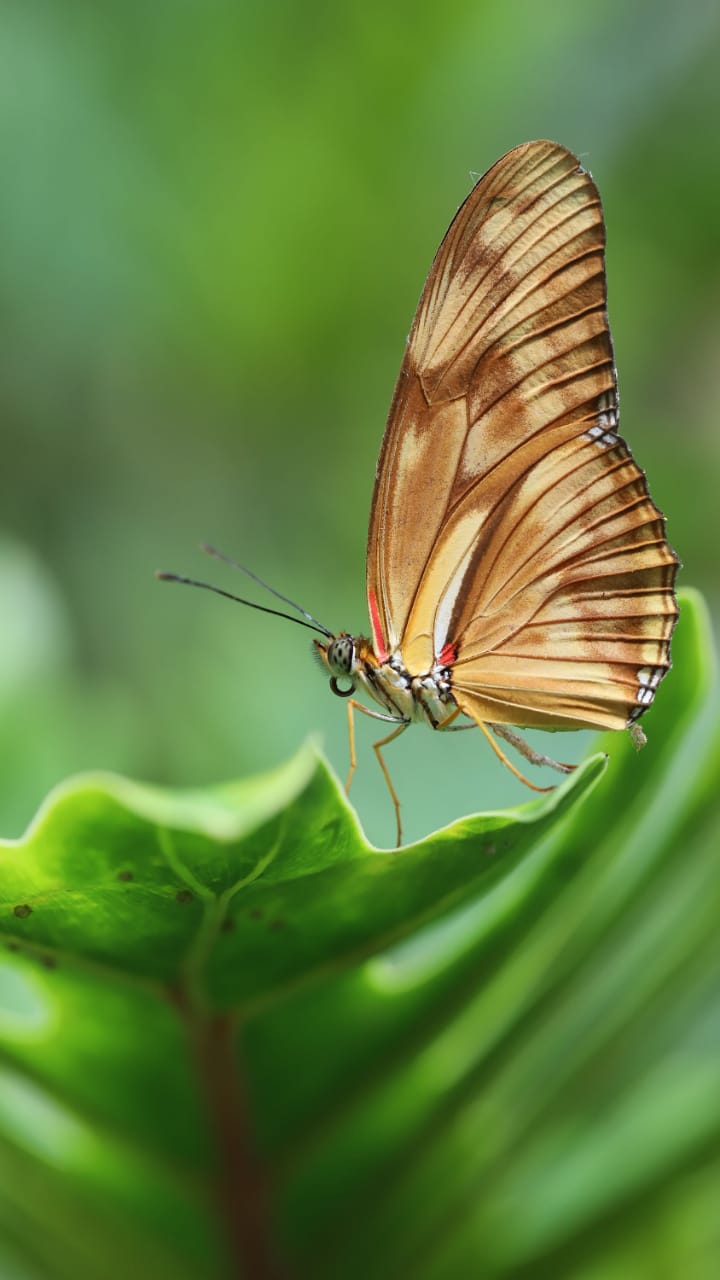 butterfly