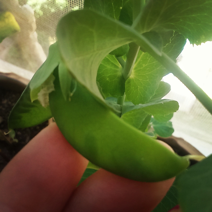 Peas in pots