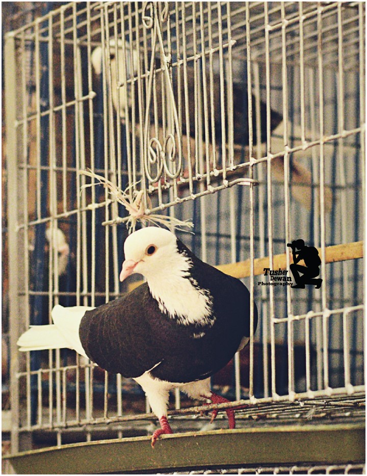 The Pigeons