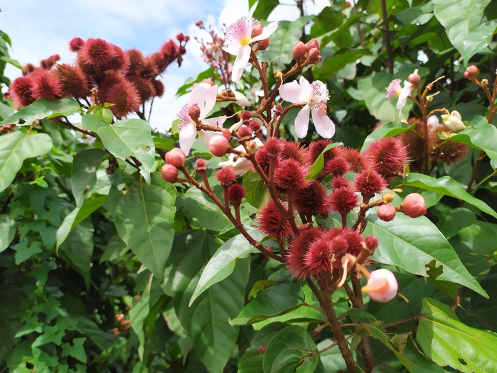 Flower