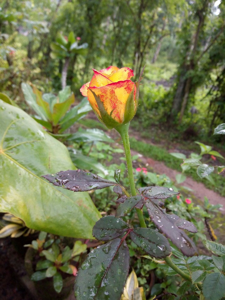 flower