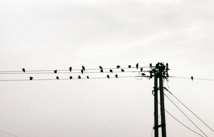 birds on wire