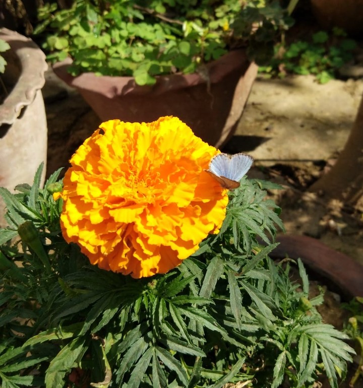 flower