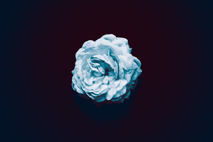? rose