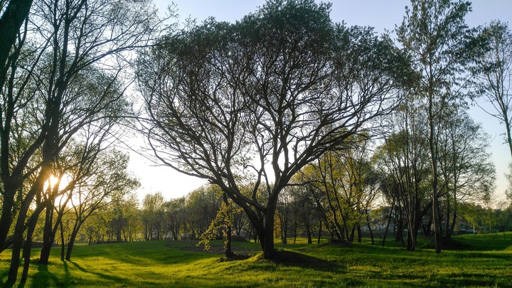 Wonderful trees