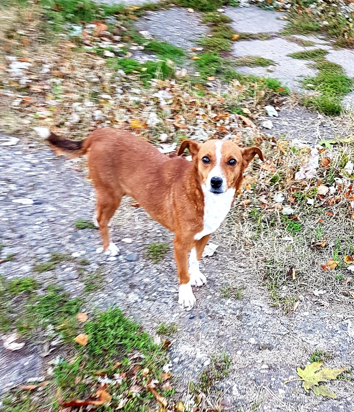 dog
