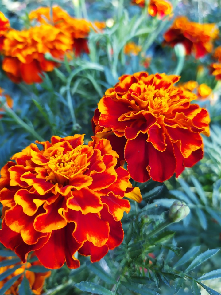 flowers