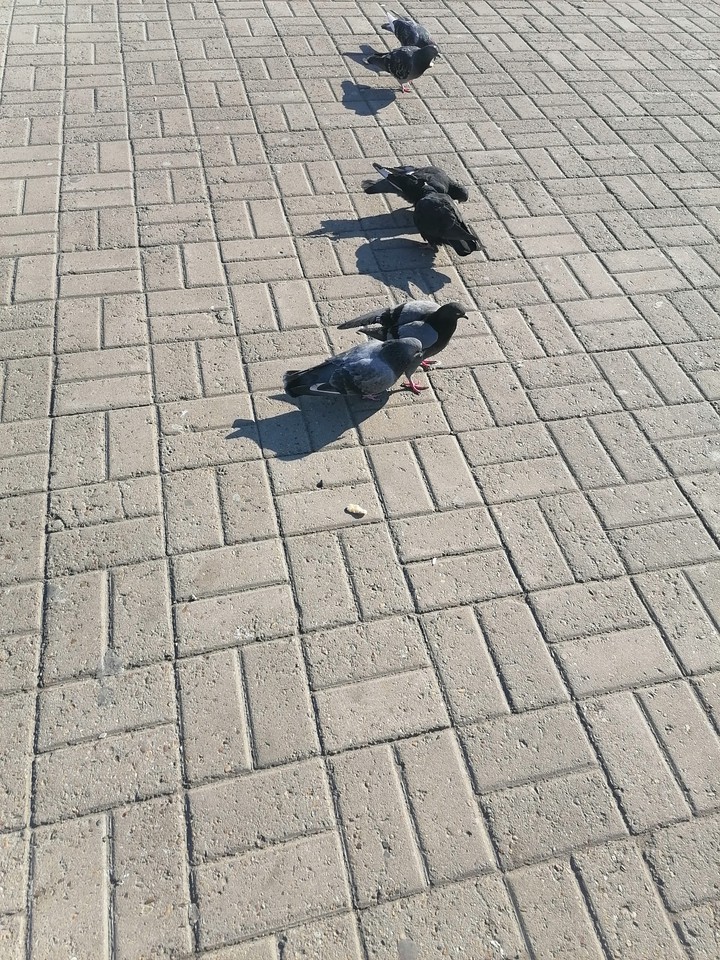 Голуби