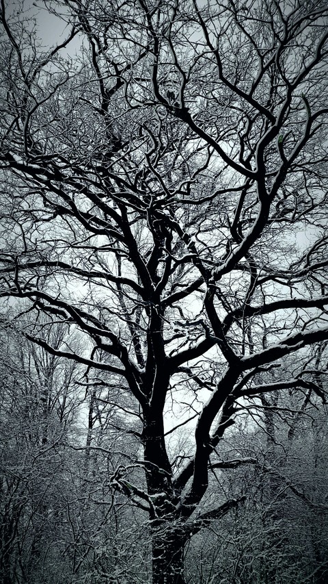 winter tree