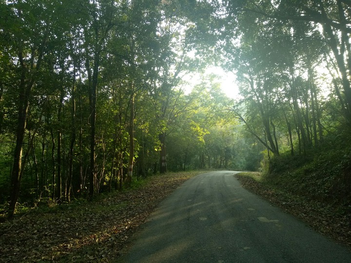 Beautiful Forest