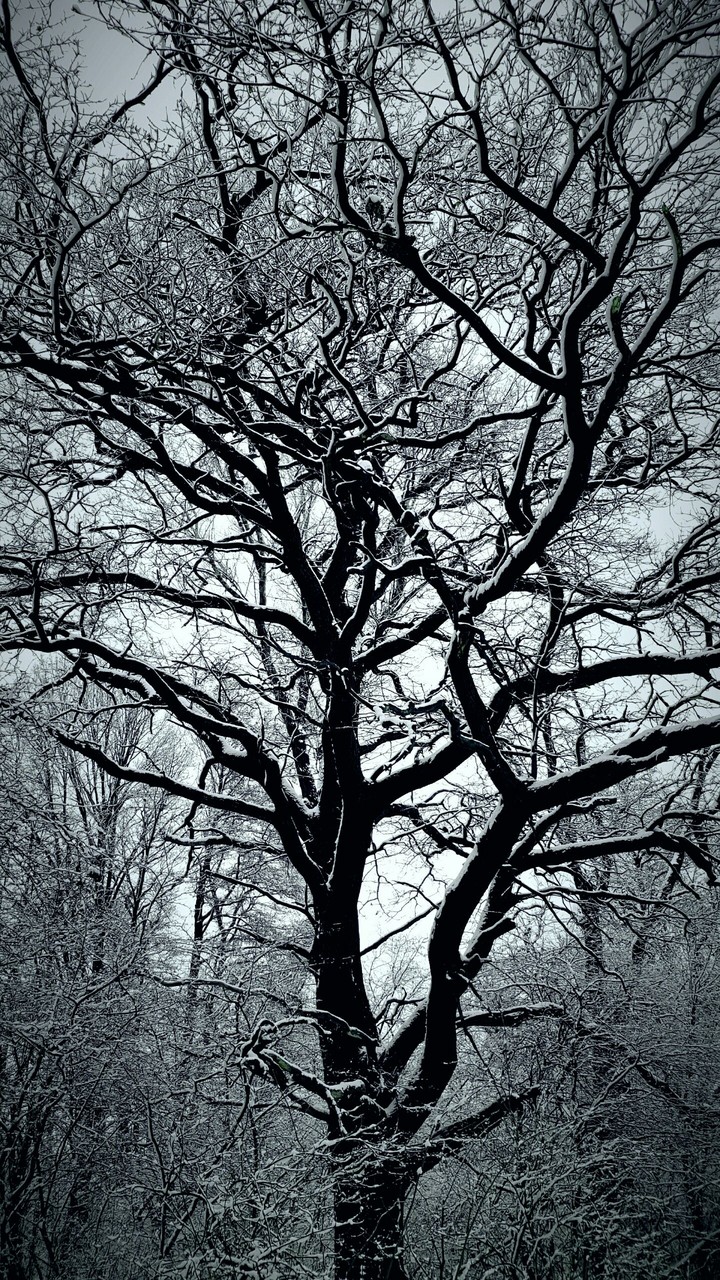 winter tree
