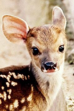 Deer.