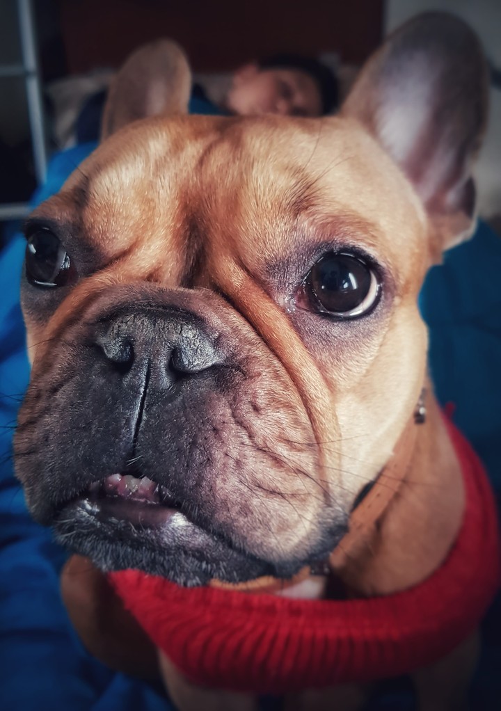 Carlotta in the morning