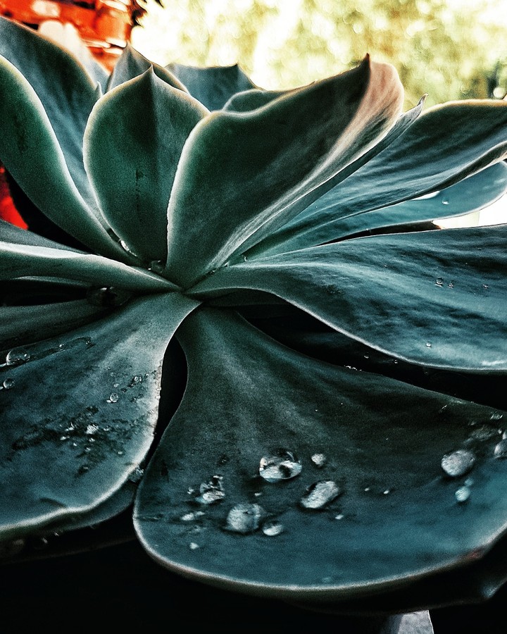 Succulent