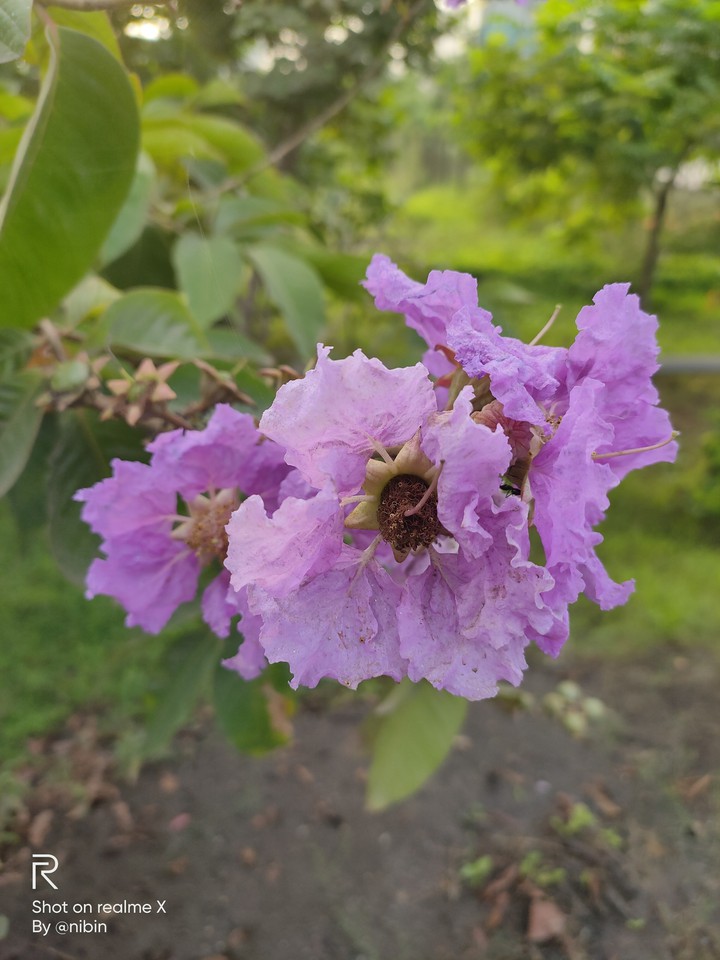 blossom