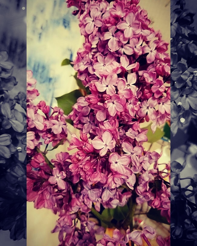 Сирень