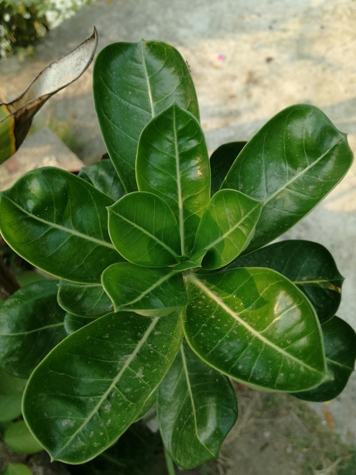 green