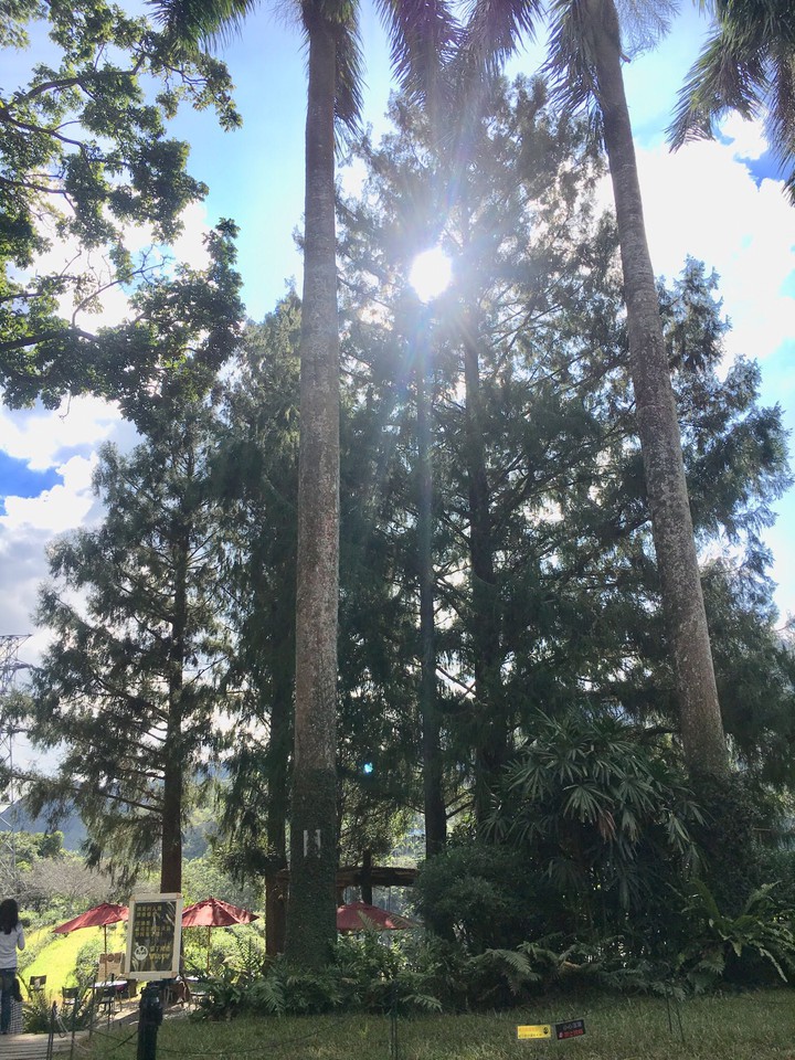 sun and tree