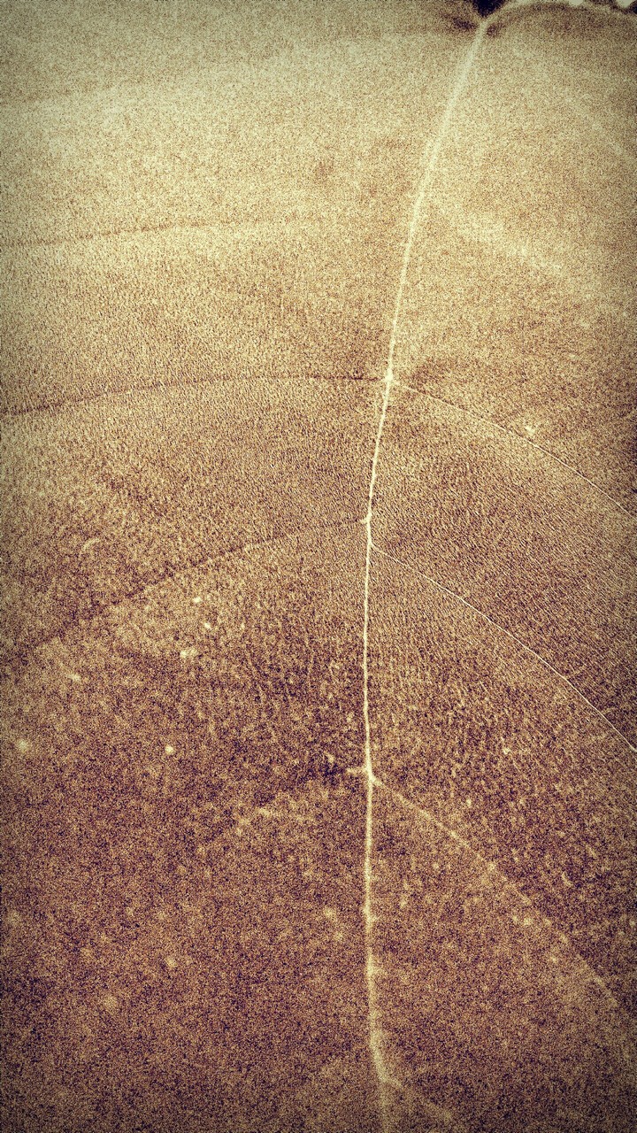 leaf