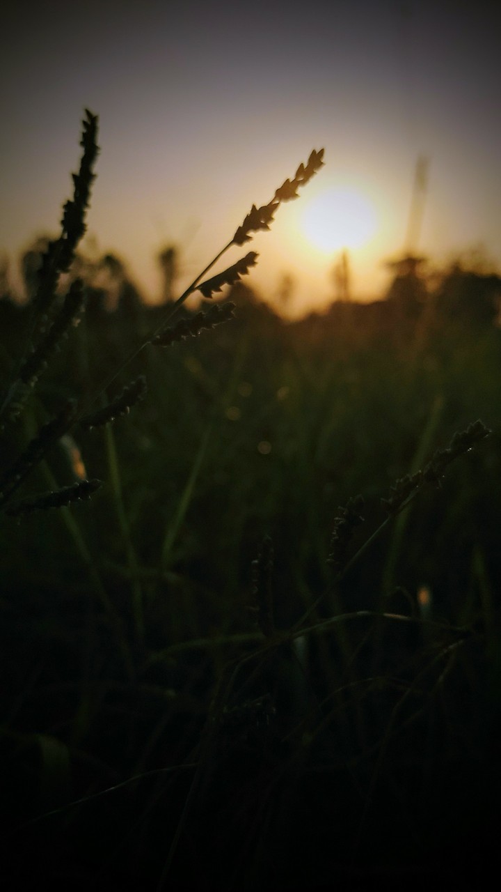sunshine