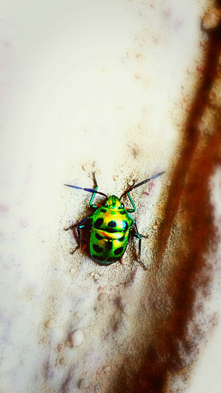 Insects