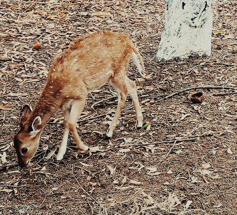lonely Fawn....