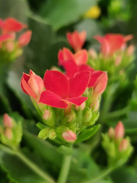 Red Flower in Bokeh