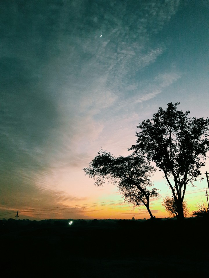 trees vs clouds