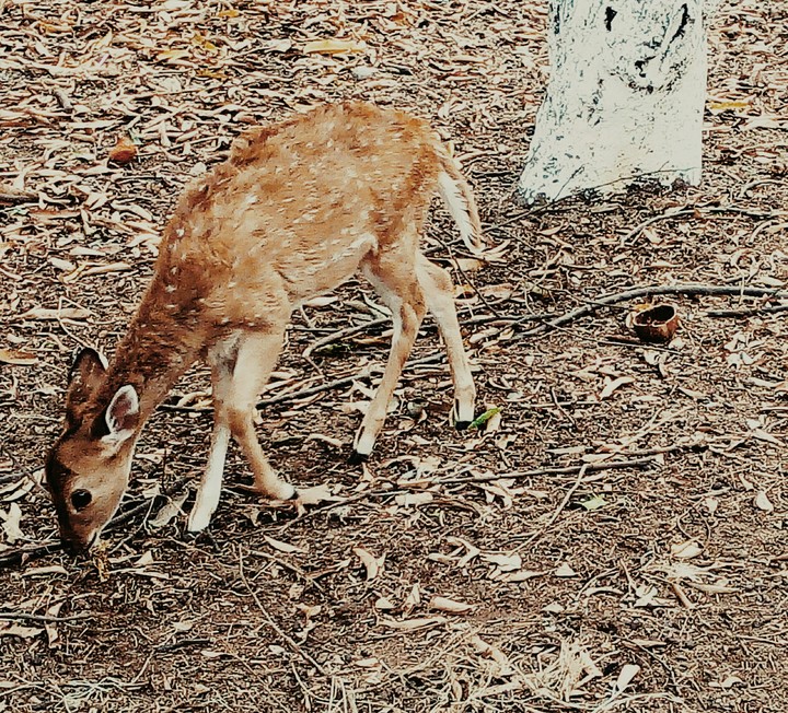 lonely Fawn....