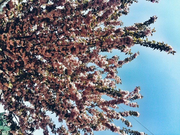 sakura
