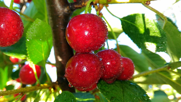 cherry