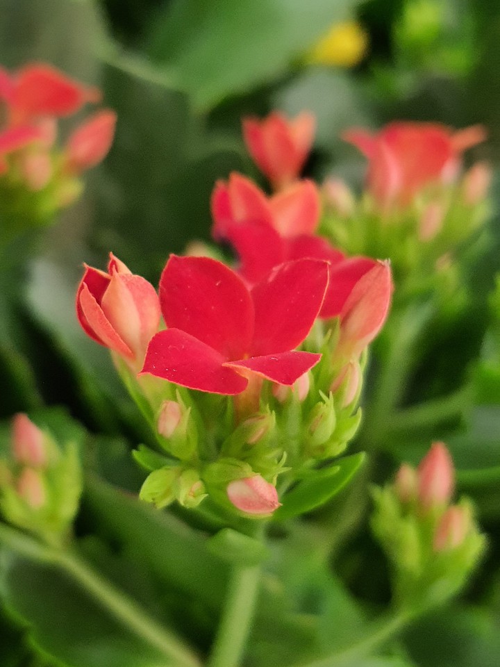 Red Flower in Bokeh