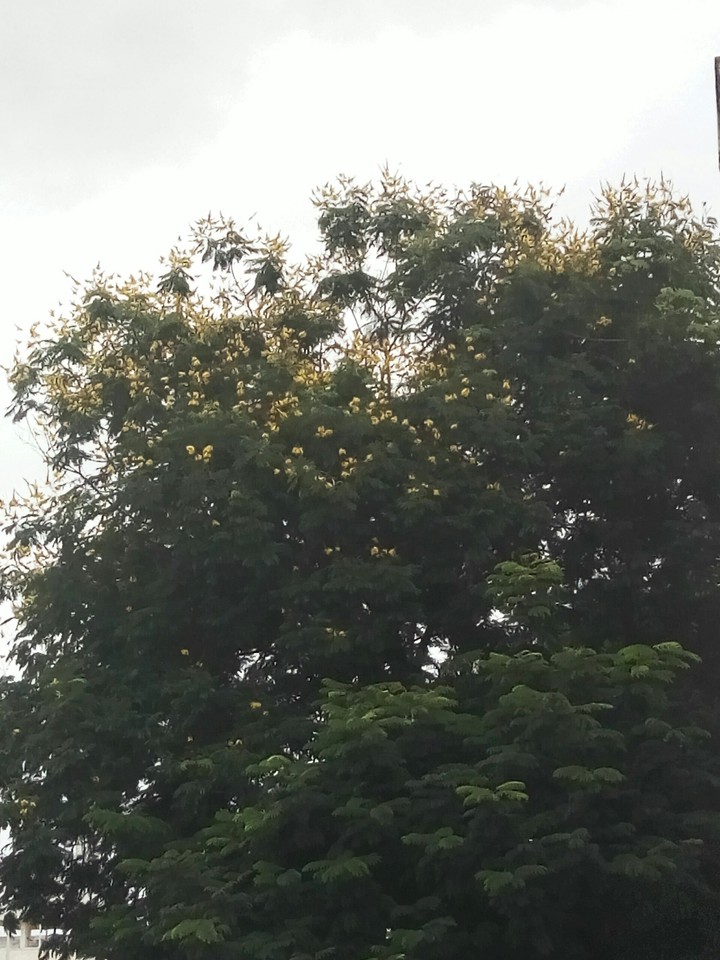 BLOSSMING FLOWERS