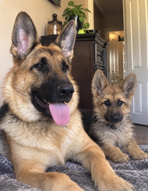 Dog, Carnivores, Old_German_Shepherd_Dog