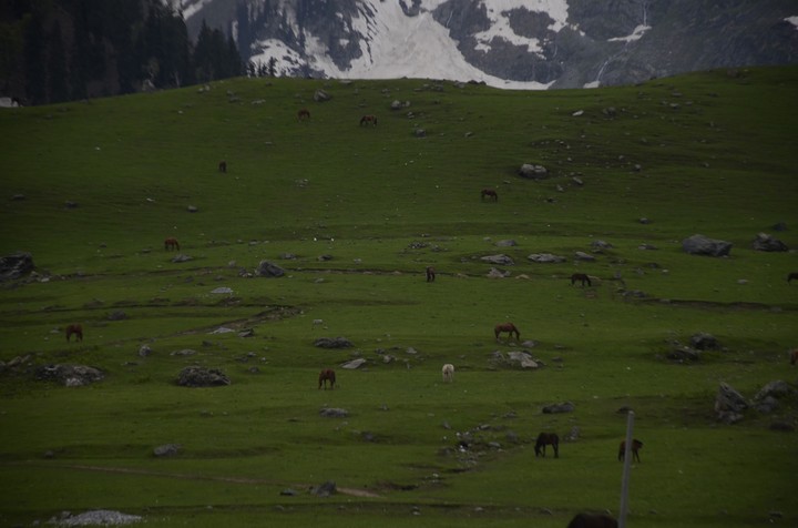 kashmir