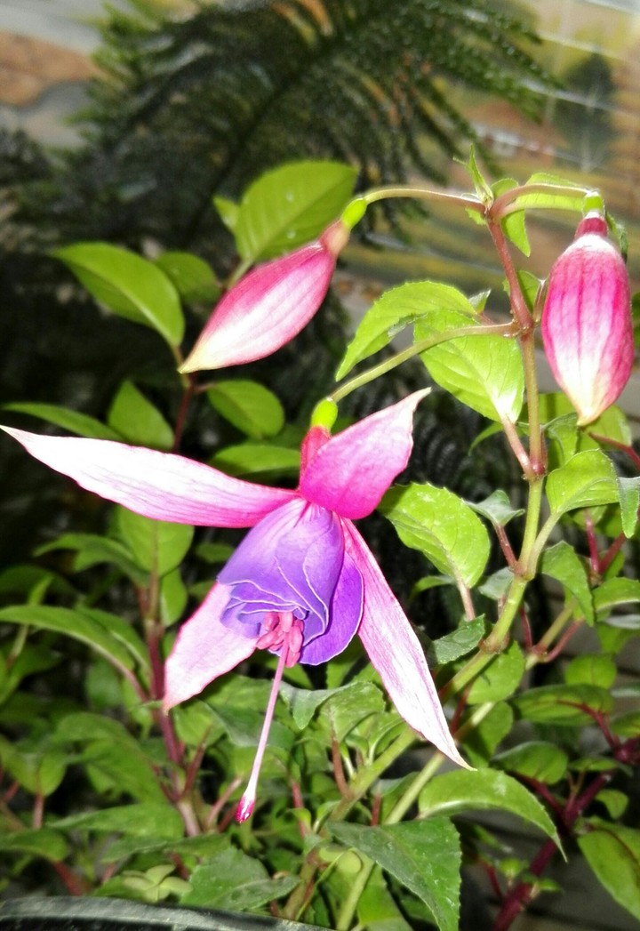 beauty flower