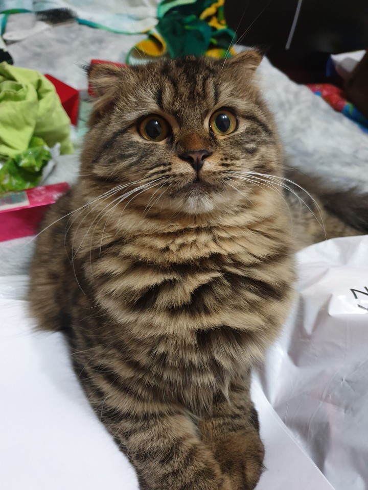 cute kitten♡
