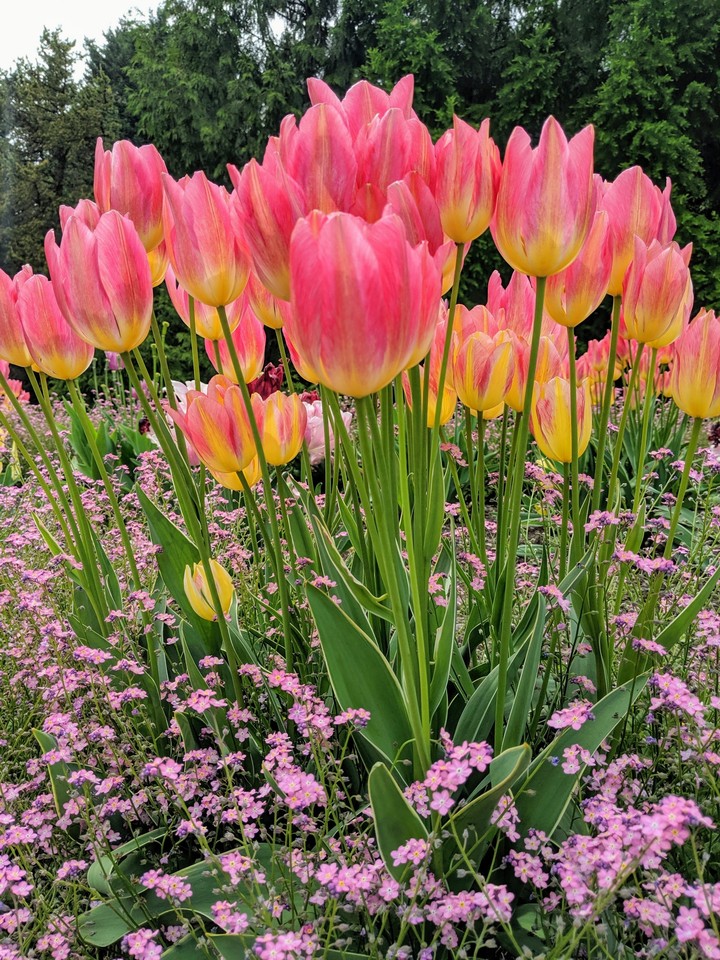 Spring Salmon