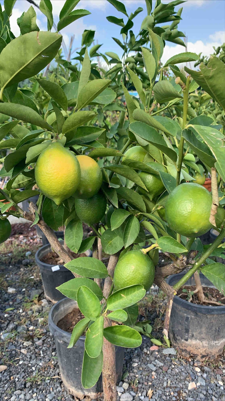 lime